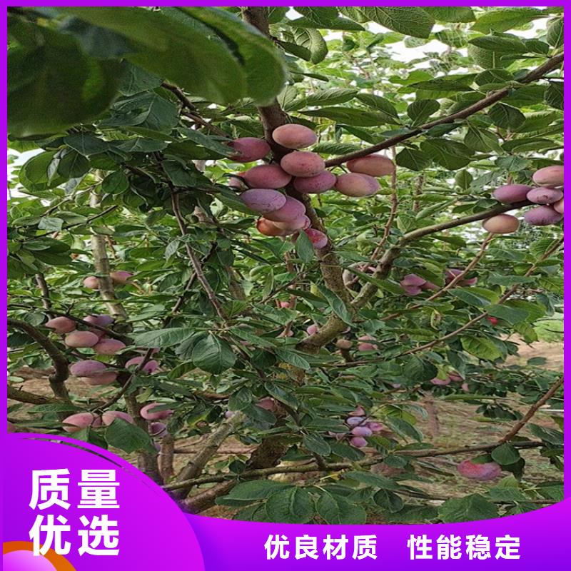 板栗苗视频-板栗苗|山东省泰安市|泰山|新泰|莱芜|青岛|淄博|聊城|东营