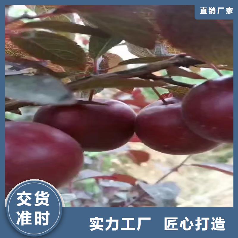 板栗苗-视频-泉州市板栗苗-福建省泉州市永春|南安|三明|宁德|漳州|福州|南平(周边)货源