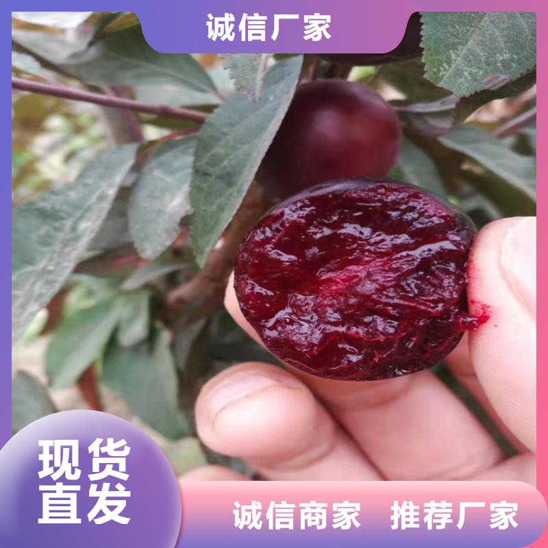板栗苗-视频-泉州市板栗苗-福建省泉州市永春|南安|三明|宁德|漳州|福州|南平(周边)货源