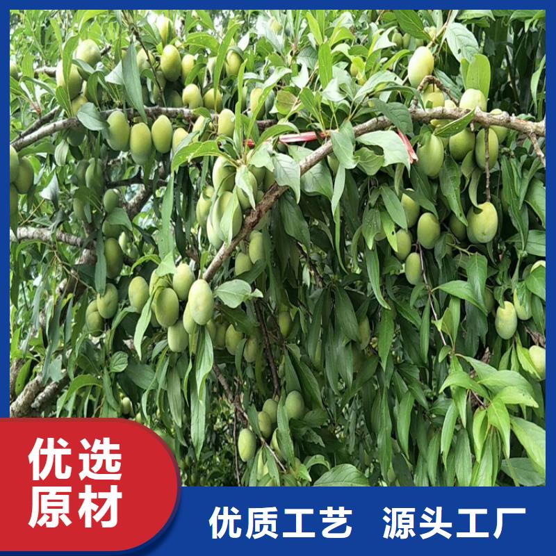 板栗苗-视频-泉州市板栗苗-福建省泉州市永春|南安|三明|宁德|漳州|福州|南平(周边)货源