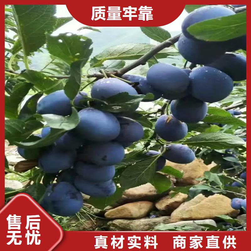 {根据要求定制}【实力厂家 李子,苹果苗国标检测放心购买】-v651.com