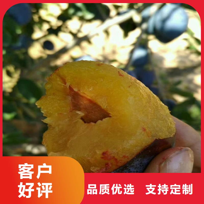 板栗苗视频-板栗苗|山东省泰安市|泰山|新泰|莱芜|青岛|淄博|聊城|东营