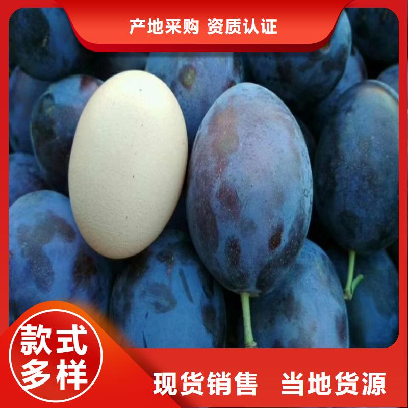 板栗苗视频-河津|平陆|阳泉|太原|吕梁|晋城板栗苗用心做好每一件产品-轩园园艺场(运城市分公司)
