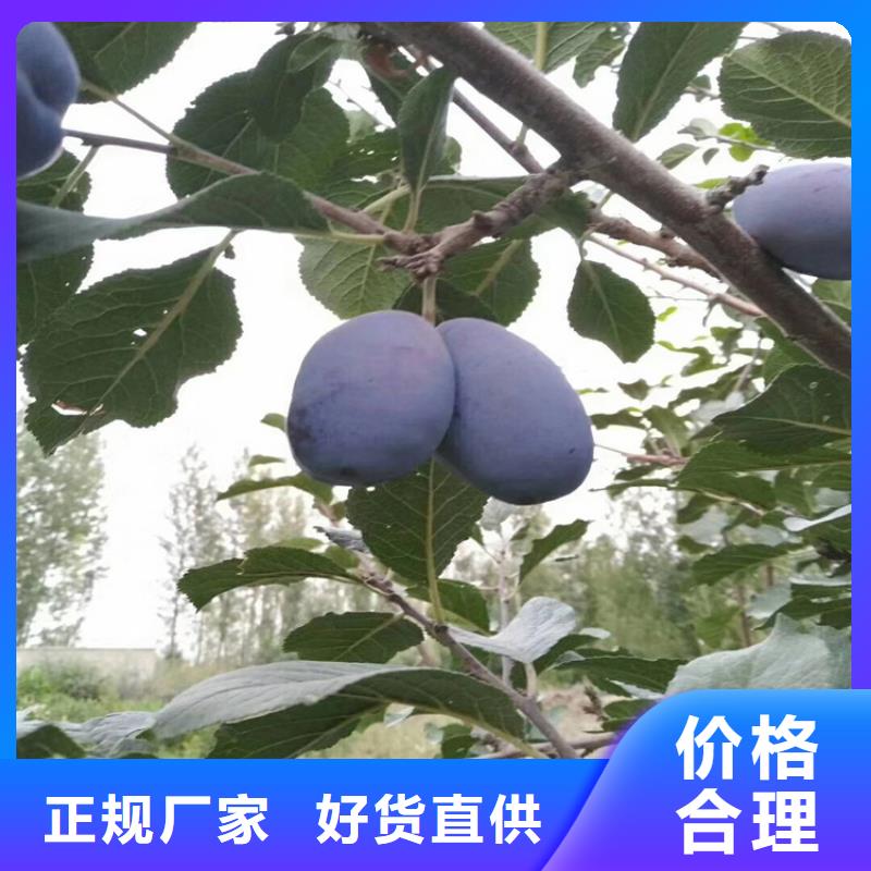 板栗苗视频-河津|平陆|阳泉|太原|吕梁|晋城板栗苗用心做好每一件产品-轩园园艺场(运城市分公司)