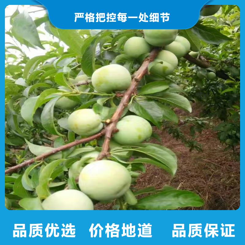 李子梨树苗用心制造