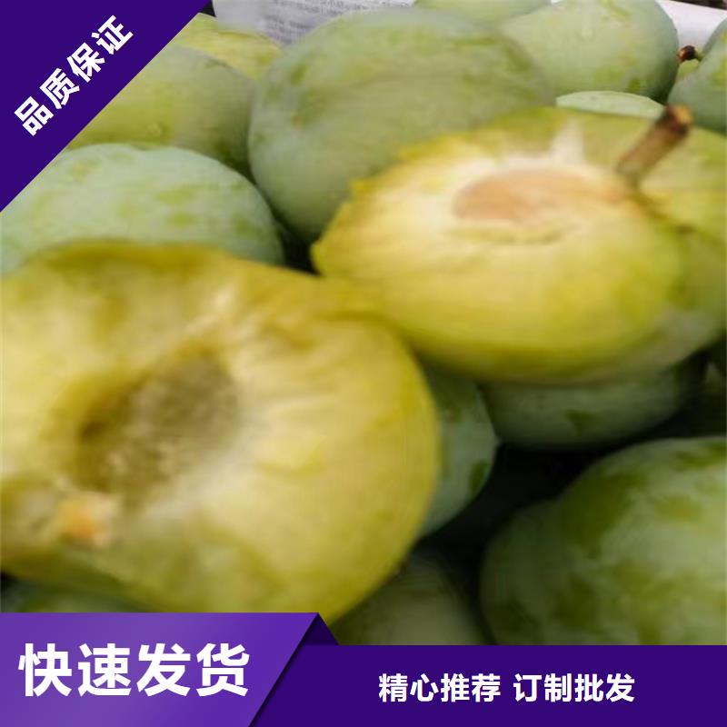 板栗苗-视频-泉州市板栗苗-福建省泉州市永春|南安|三明|宁德|漳州|福州|南平(周边)货源
