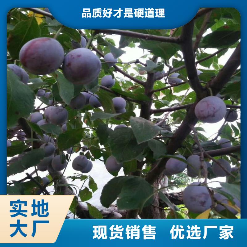 板栗苗-视频-泉州市板栗苗-福建省泉州市永春|南安|三明|宁德|漳州|福州|南平(周边)货源