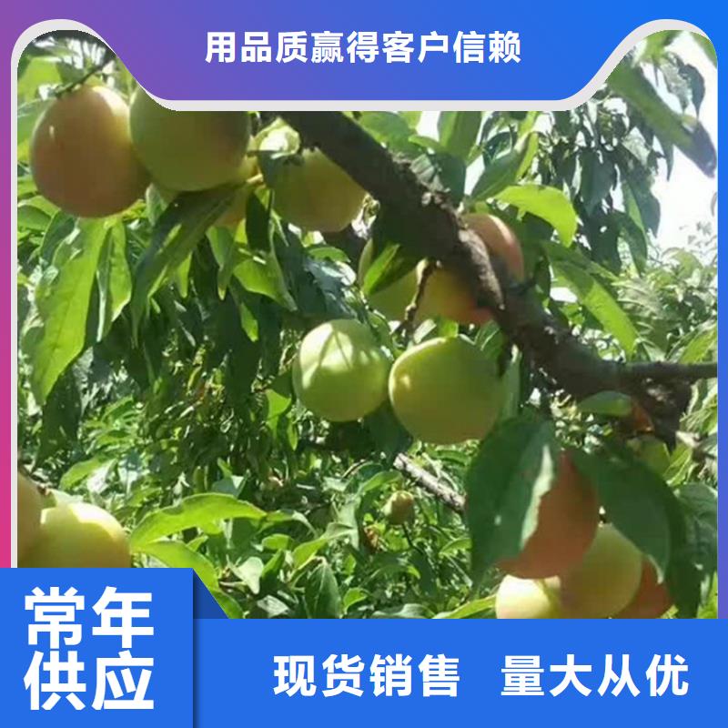 板栗苗-视频-板栗苗_山西省运城市市场覆盖盐湖|芮城|朔州|太原|临汾|阳泉|晋中等