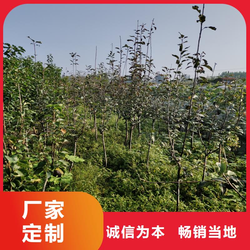 板栗苗-视频-泉州市板栗苗-福建省泉州市永春|南安|三明|宁德|漳州|福州|南平(周边)货源