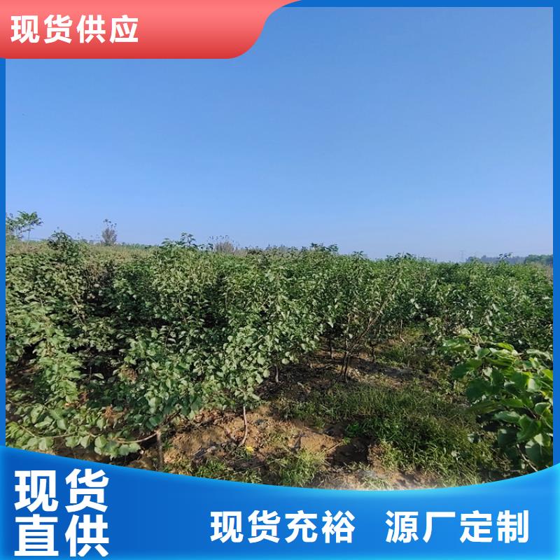 板栗苗视频-河津|平陆|阳泉|太原|吕梁|晋城板栗苗用心做好每一件产品-轩园园艺场(运城市分公司)
