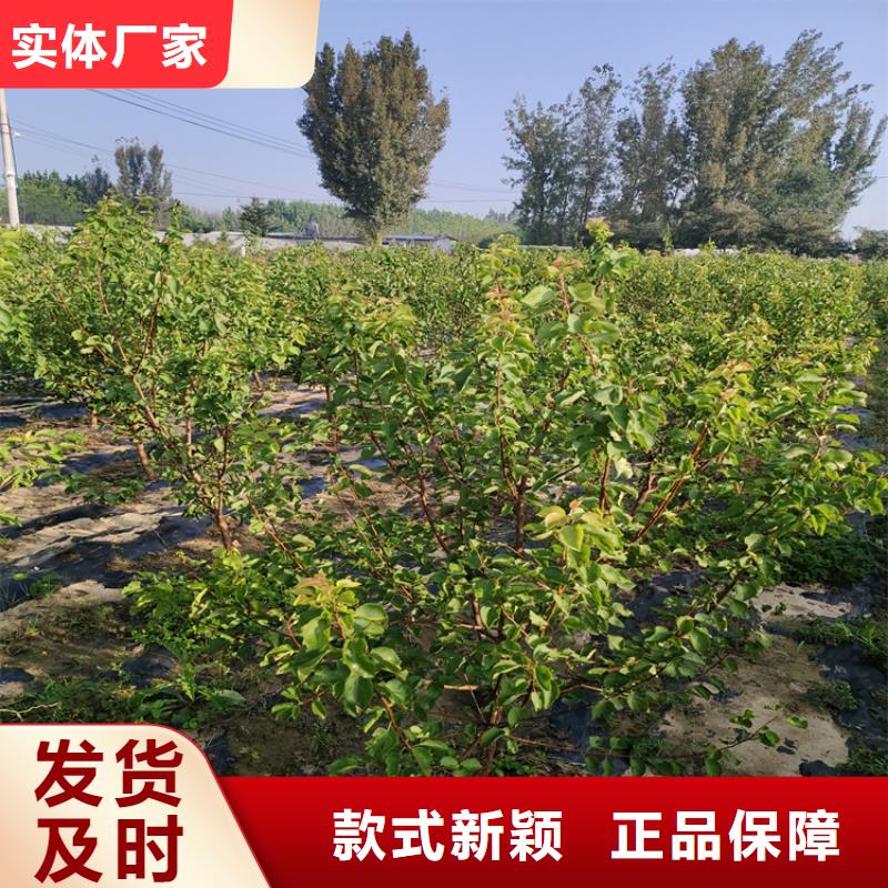 板栗苗视频-板栗苗|山东省泰安市|泰山|新泰|莱芜|青岛|淄博|聊城|东营