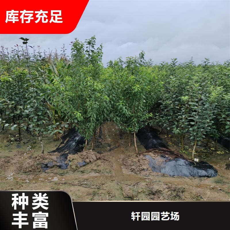 板栗苗-视频-板栗苗_山西省运城市市场覆盖盐湖|芮城|朔州|太原|临汾|阳泉|晋中等