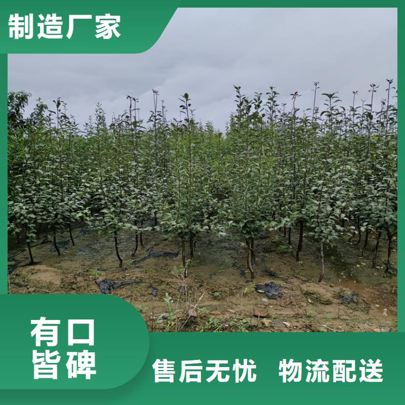 板栗苗-视频-泉州市板栗苗-福建省泉州市永春|南安|三明|宁德|漳州|福州|南平(周边)货源