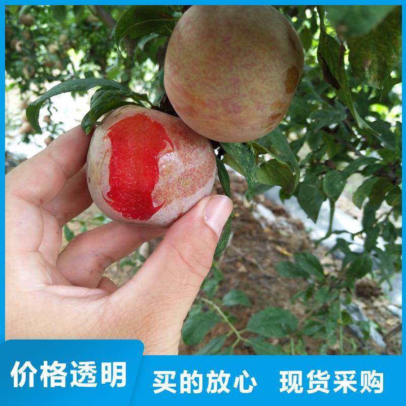 板栗苗视频-板栗苗|山东省泰安市|泰山|新泰|莱芜|青岛|淄博|聊城|东营