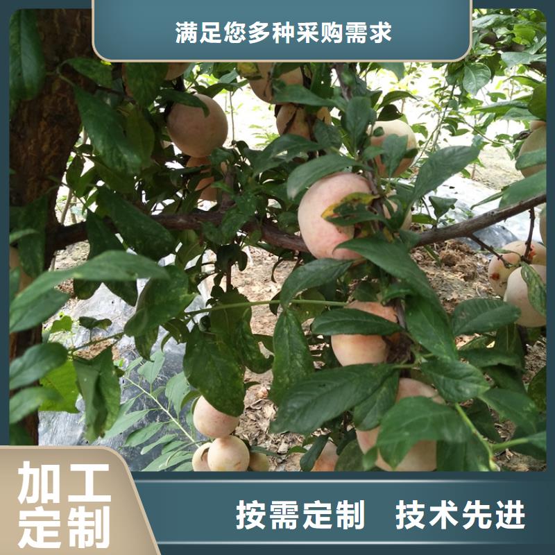 板栗苗-视频-泉州市板栗苗-福建省泉州市永春|南安|三明|宁德|漳州|福州|南平(周边)货源