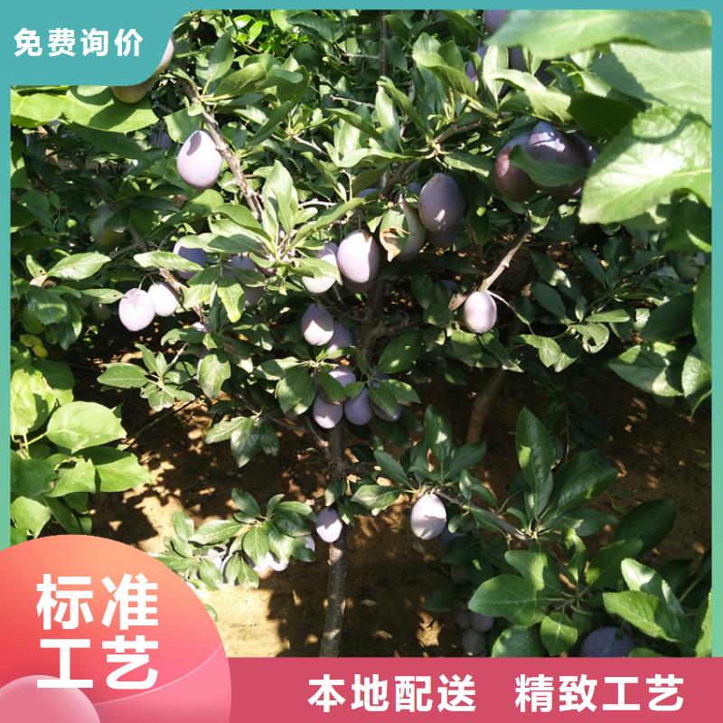 板栗苗视频-河津|平陆|阳泉|太原|吕梁|晋城板栗苗用心做好每一件产品-轩园园艺场(运城市分公司)