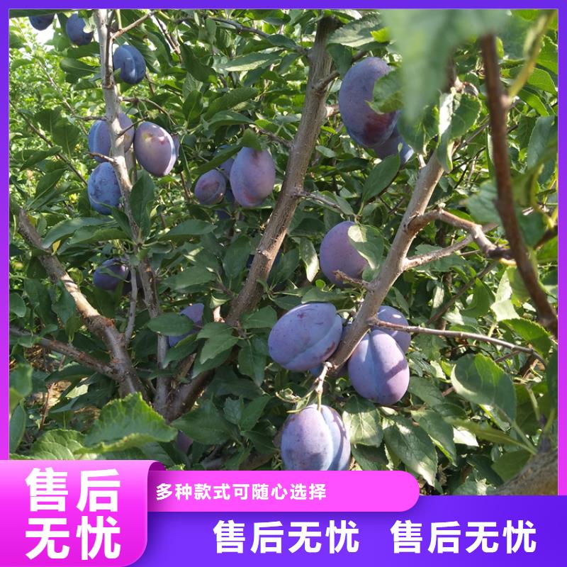 板栗苗视频-河津|平陆|阳泉|太原|吕梁|晋城板栗苗用心做好每一件产品-轩园园艺场(运城市分公司)