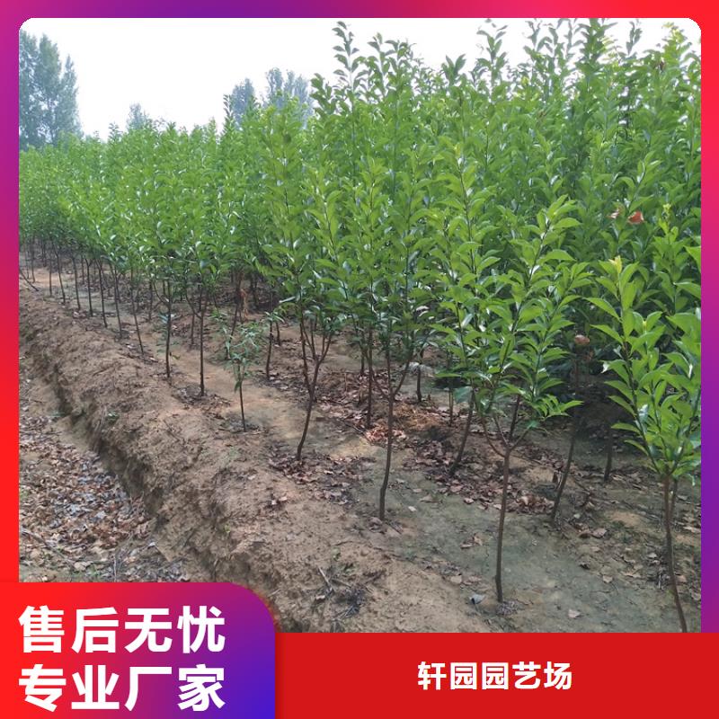 李子李子苗定金锁价