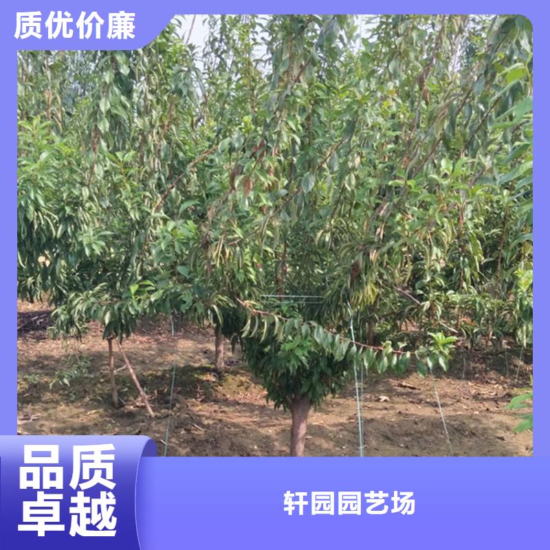 板栗苗-视频-泉州市板栗苗-福建省泉州市永春|南安|三明|宁德|漳州|福州|南平(周边)货源
