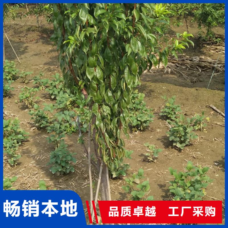 板栗苗-视频-泉州市板栗苗-福建省泉州市永春|南安|三明|宁德|漳州|福州|南平(周边)货源