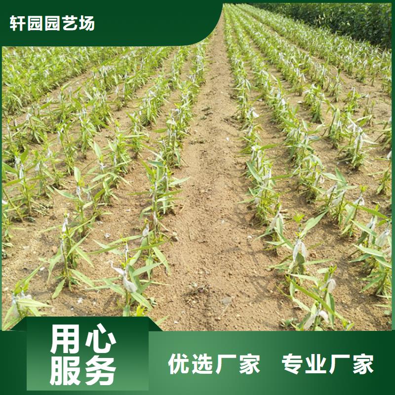 李子梨树苗用心制造