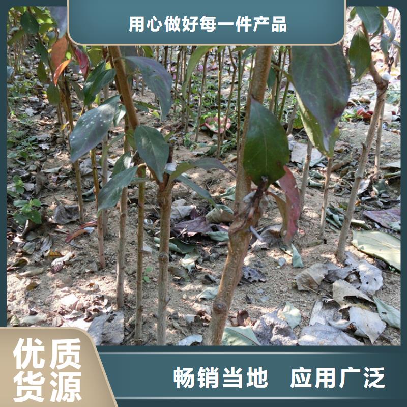 板栗苗视频-板栗苗|山东省泰安市|泰山|新泰|莱芜|青岛|淄博|聊城|东营