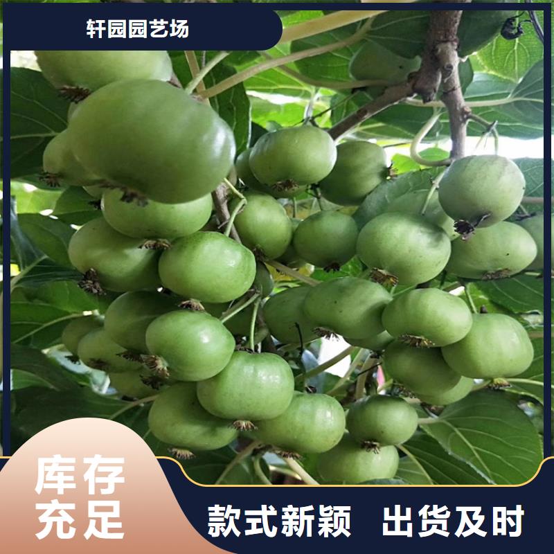 板栗苗视频-板栗苗-轩园园艺场(鹤壁市分公司)服务区域淇县|淇滨|三门峡|商丘|濮阳|许昌|信阳