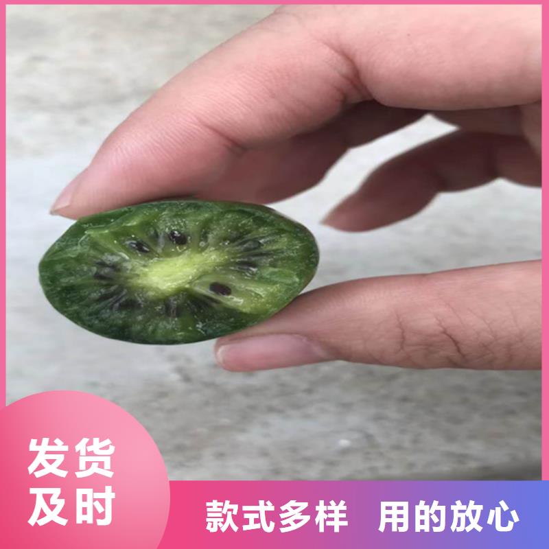 板栗苗视频-板栗苗-轩园园艺场(鹤壁市分公司)服务区域淇县|淇滨|三门峡|商丘|濮阳|许昌|信阳