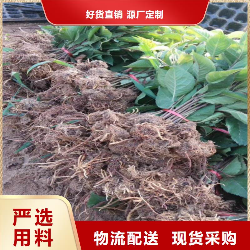 板栗苗-视频-康县|礼县|甘南|庆阳|兰州|张掖|定西板栗苗来图来样定制-轩园园艺场(陇南市分公司)