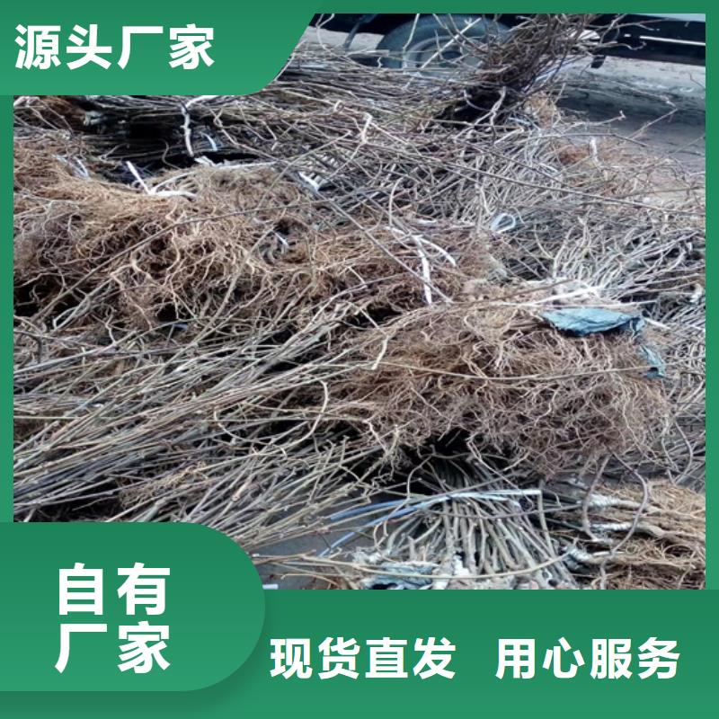 板栗苗-视频-康县|礼县|甘南|庆阳|兰州|张掖|定西板栗苗来图来样定制-轩园园艺场(陇南市分公司)