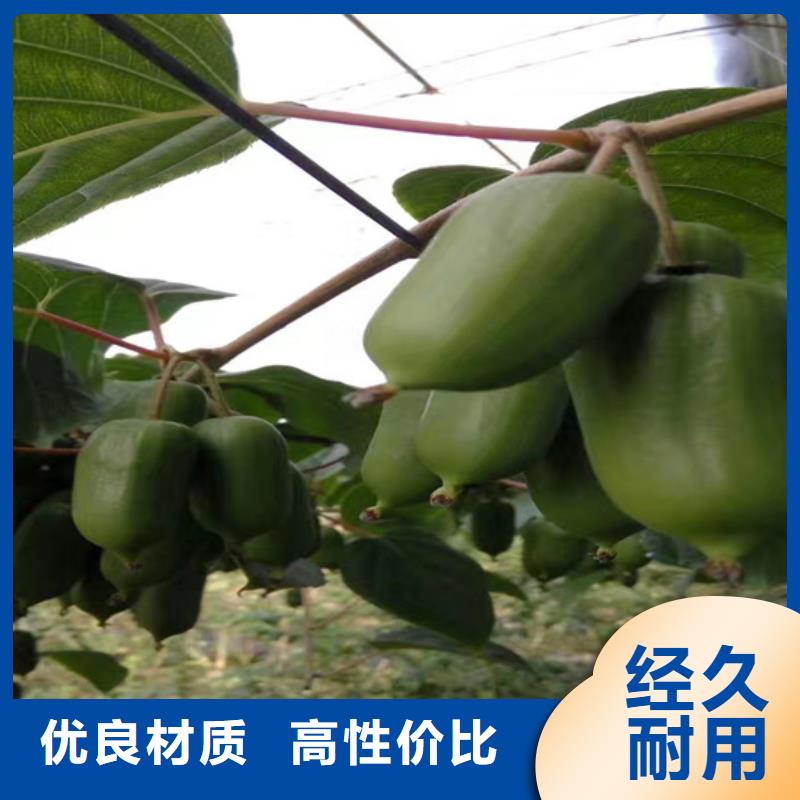 板栗苗视频-板栗苗-轩园园艺场(鹤壁市分公司)服务区域淇县|淇滨|三门峡|商丘|濮阳|许昌|信阳