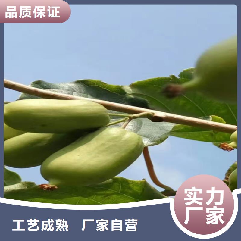 板栗苗-视频-康县|礼县|甘南|庆阳|兰州|张掖|定西板栗苗来图来样定制-轩园园艺场(陇南市分公司)