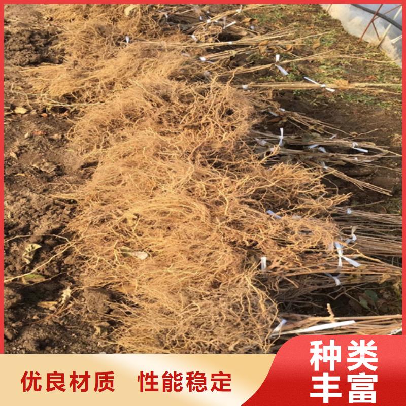猕猴桃-猕猴桃苗品质优选