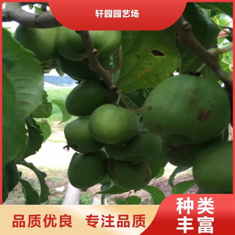 板栗苗视频-板栗苗-轩园园艺场(鹤壁市分公司)服务区域淇县|淇滨|三门峡|商丘|濮阳|许昌|信阳