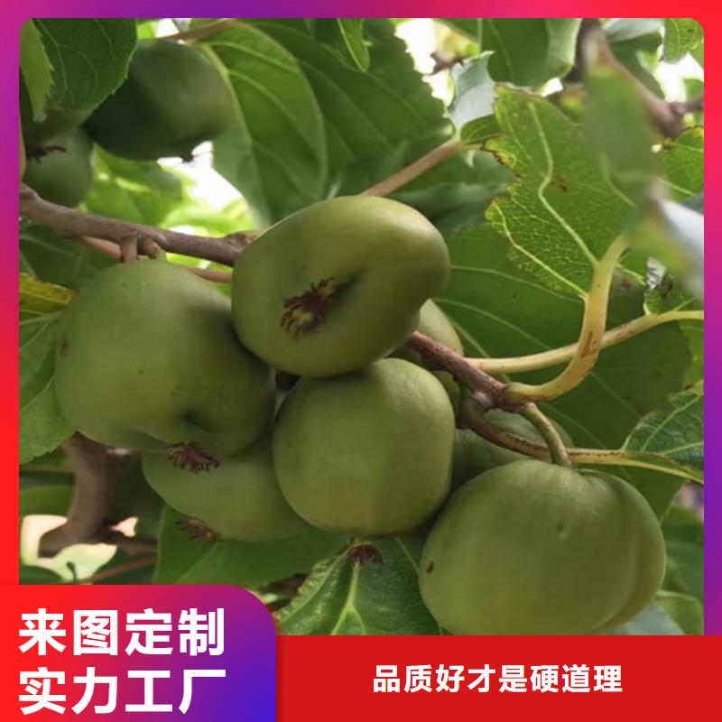 猕猴桃红颜草莓制造生产销售