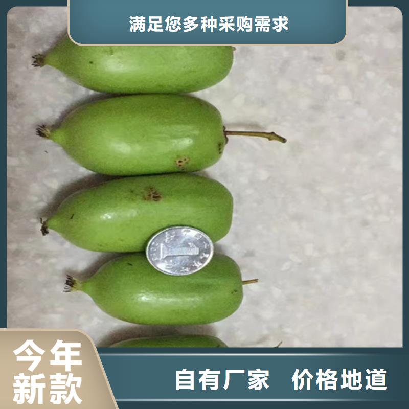 板栗苗-视频-康县|礼县|甘南|庆阳|兰州|张掖|定西板栗苗来图来样定制-轩园园艺场(陇南市分公司)