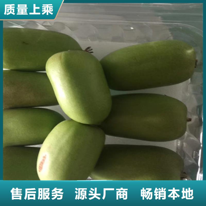 猕猴桃-猕猴桃苗品质优选