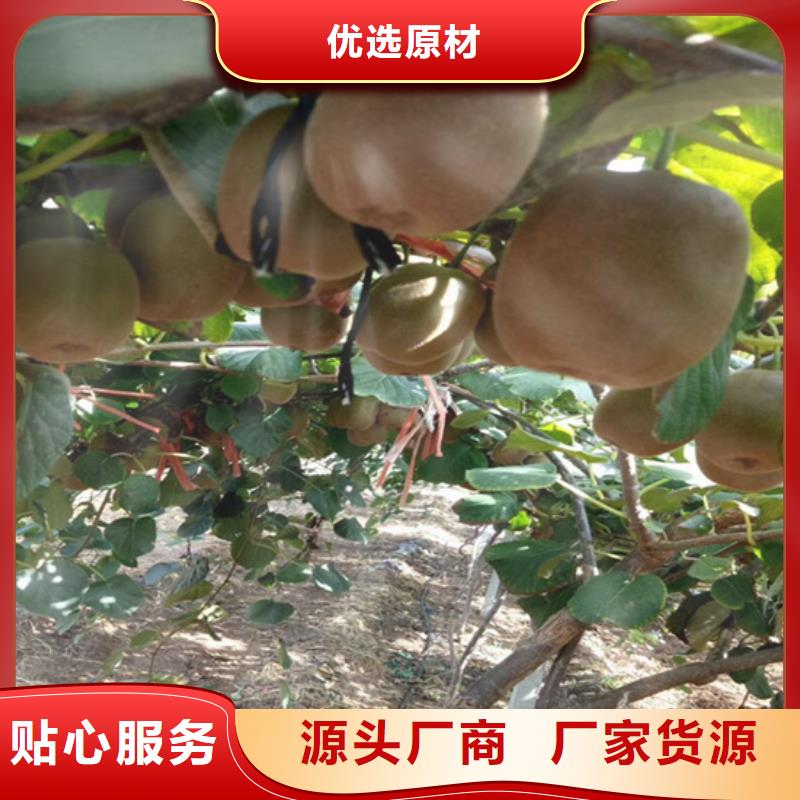 板栗苗视频-板栗苗-轩园园艺场(鹤壁市分公司)服务区域淇县|淇滨|三门峡|商丘|濮阳|许昌|信阳