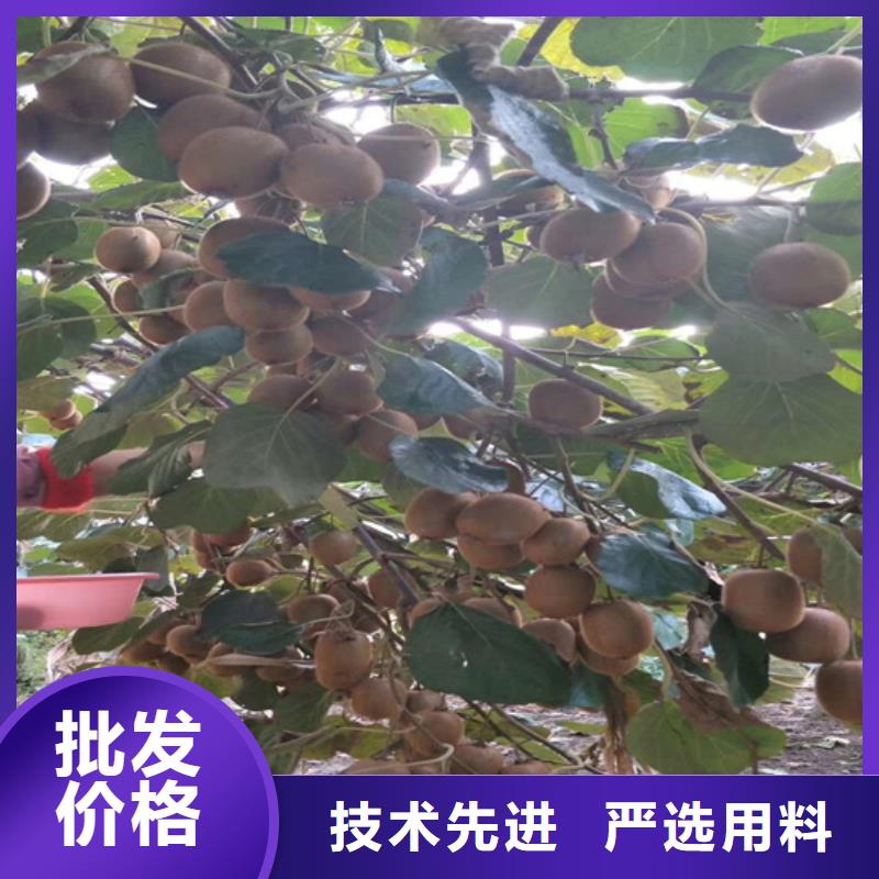 猕猴桃-猕猴桃苗品质优选
