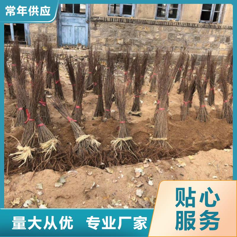猕猴桃葡萄苗诚信厂家