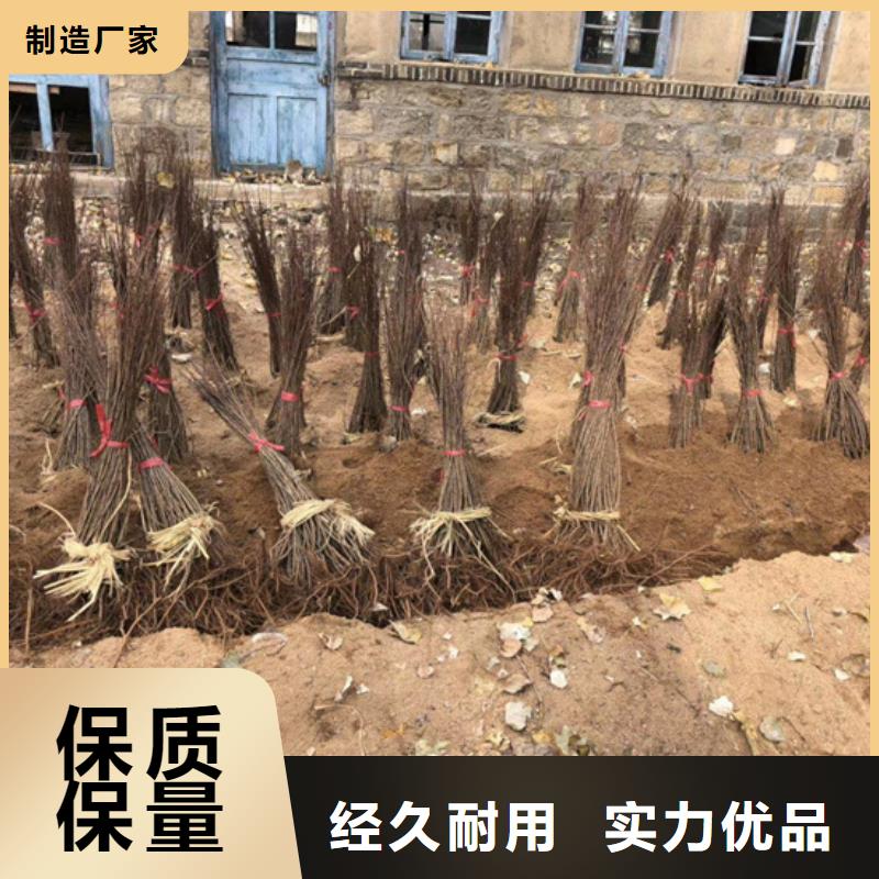 板栗苗视频-板栗苗-轩园园艺场(鹤壁市分公司)服务区域淇县|淇滨|三门峡|商丘|濮阳|许昌|信阳
