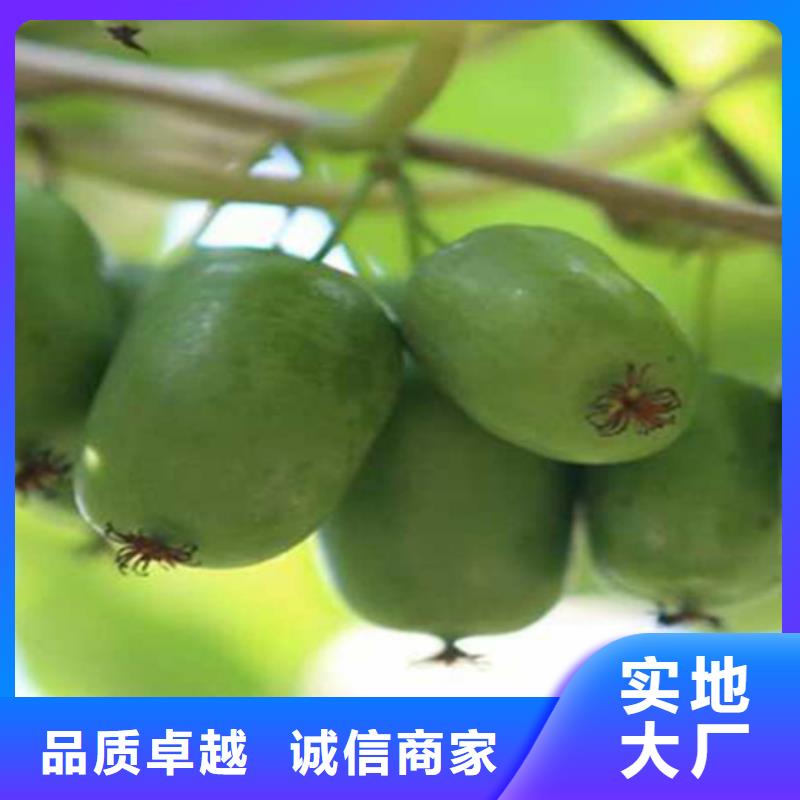 猕猴桃_石榴树原厂制造