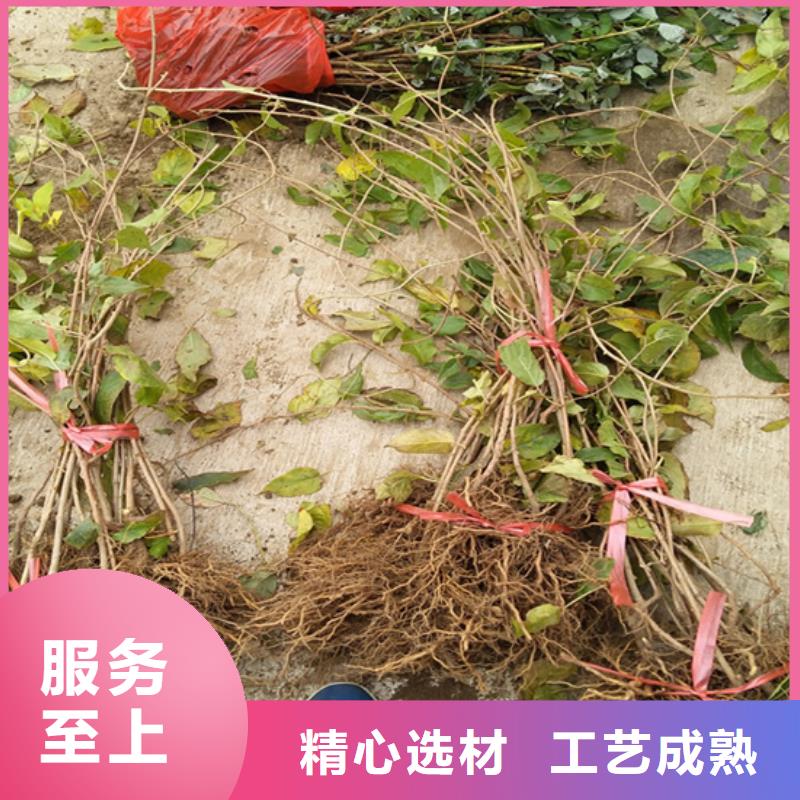 板栗苗视频-板栗苗-轩园园艺场(鹤壁市分公司)服务区域淇县|淇滨|三门峡|商丘|濮阳|许昌|信阳