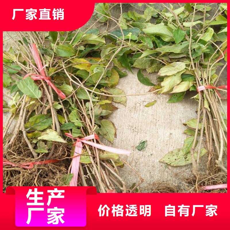 猕猴桃-猕猴桃苗品质优选