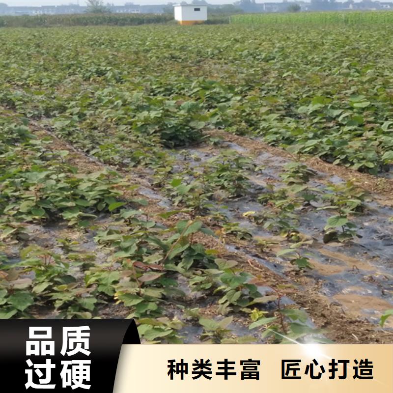 板栗苗-视频-康县|礼县|甘南|庆阳|兰州|张掖|定西板栗苗来图来样定制-轩园园艺场(陇南市分公司)
