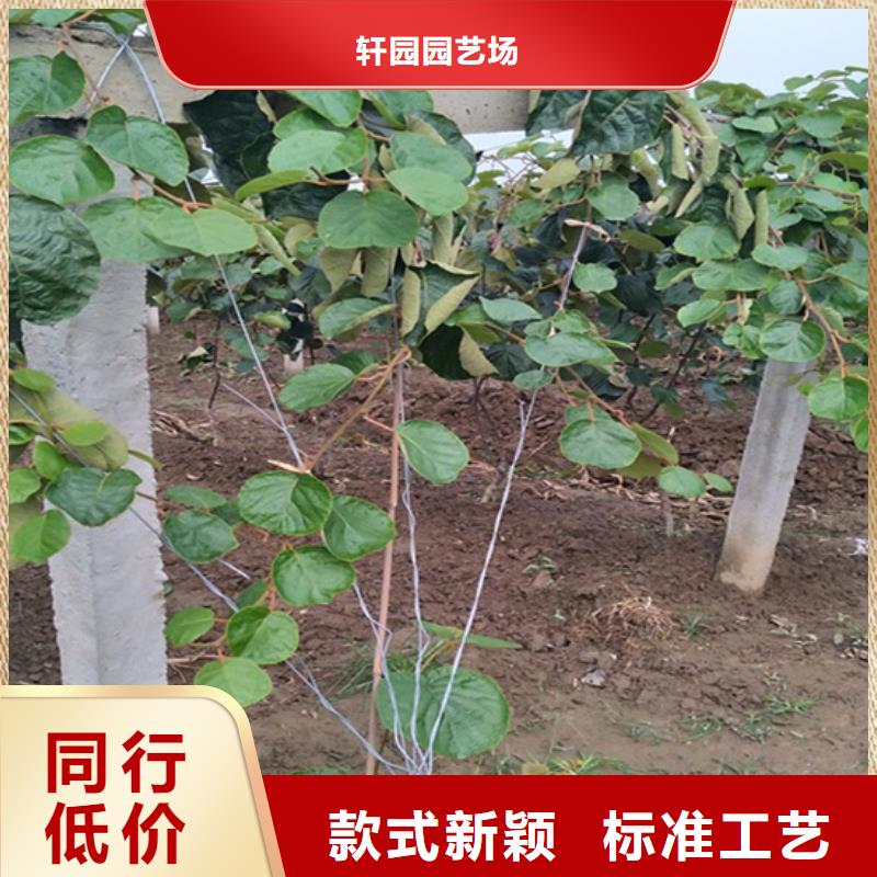 猕猴桃西瓜苗热销产品