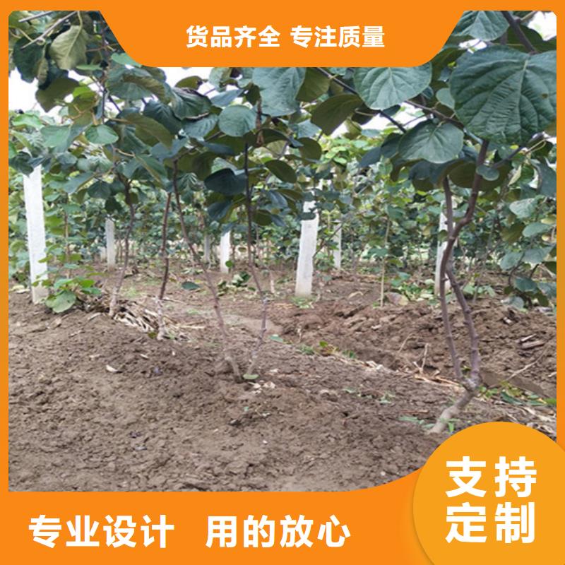 板栗苗视频-板栗苗-轩园园艺场(鹤壁市分公司)服务区域淇县|淇滨|三门峡|商丘|濮阳|许昌|信阳