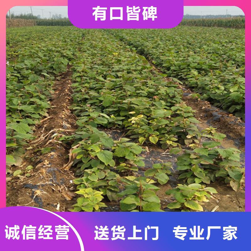 板栗苗视频-板栗苗-轩园园艺场(鹤壁市分公司)服务区域淇县|淇滨|三门峡|商丘|濮阳|许昌|信阳