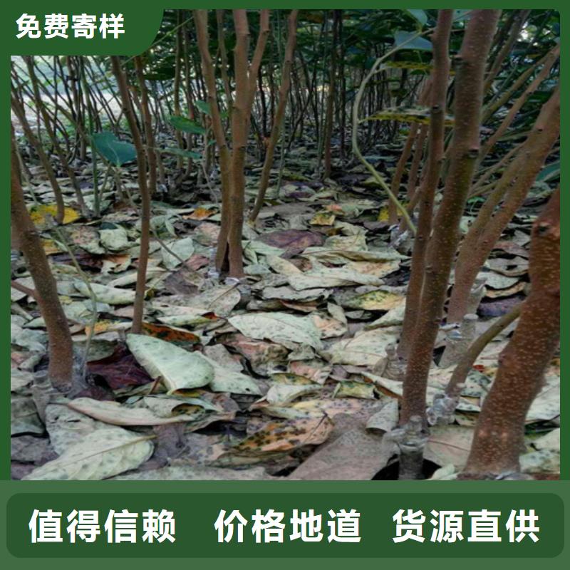 板栗苗-视频-肇庆市板栗苗-轩园园艺场(肇庆市分公司)服务区域四会|端州|广州|云浮|湛江|中山|梅州