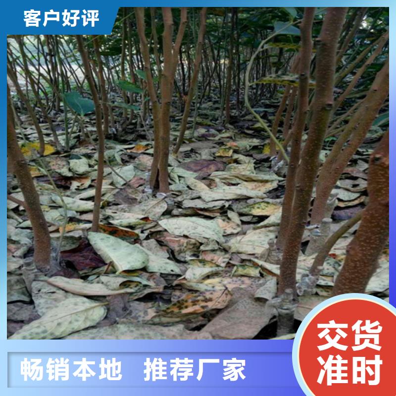 柿子蓝莓苗厂家规格全